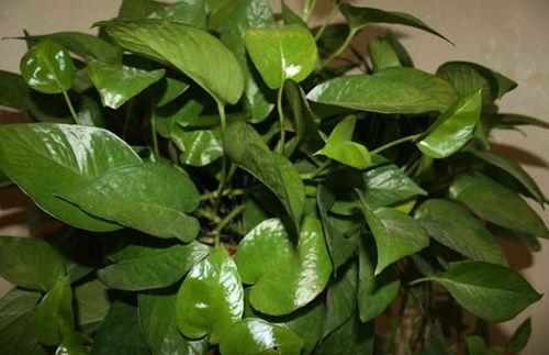 绿萝的压条繁殖视频,轻松掌握家庭绿植繁殖新技巧