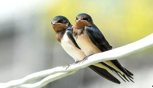 小燕子穿花衣视频