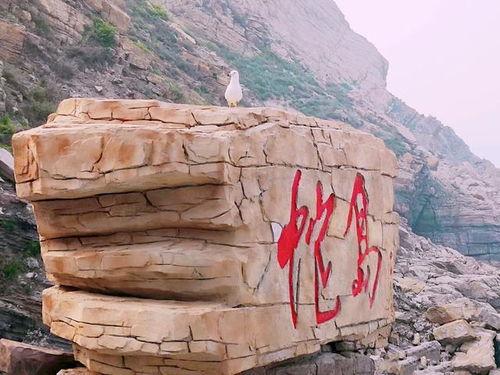 中国蛇岛视频,惊心动魄的生态奇观